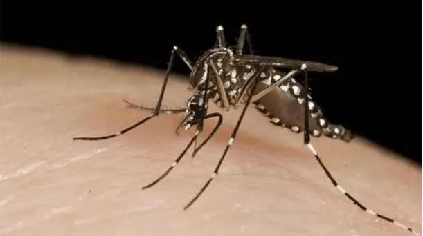 Dengue: piden extremar medidas de prevención frente al aumento de casos