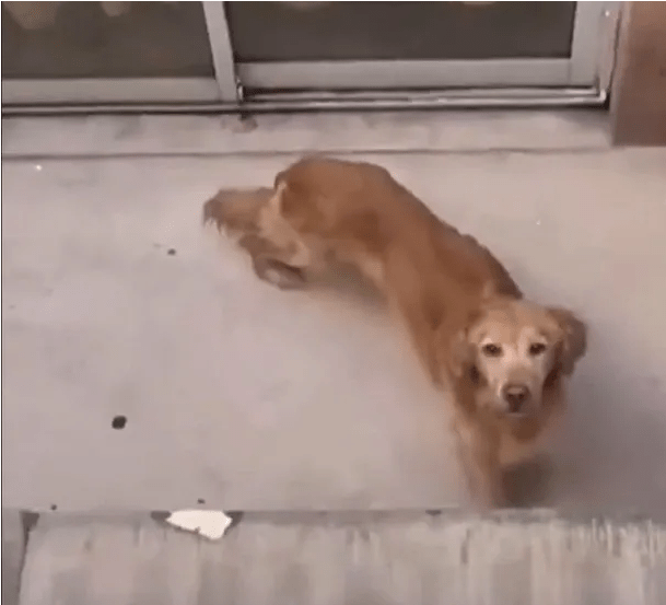 Abandonaron a un perro en Palermo: sobrevivió 15 días por la comida y agua que le acercaron los vecinos