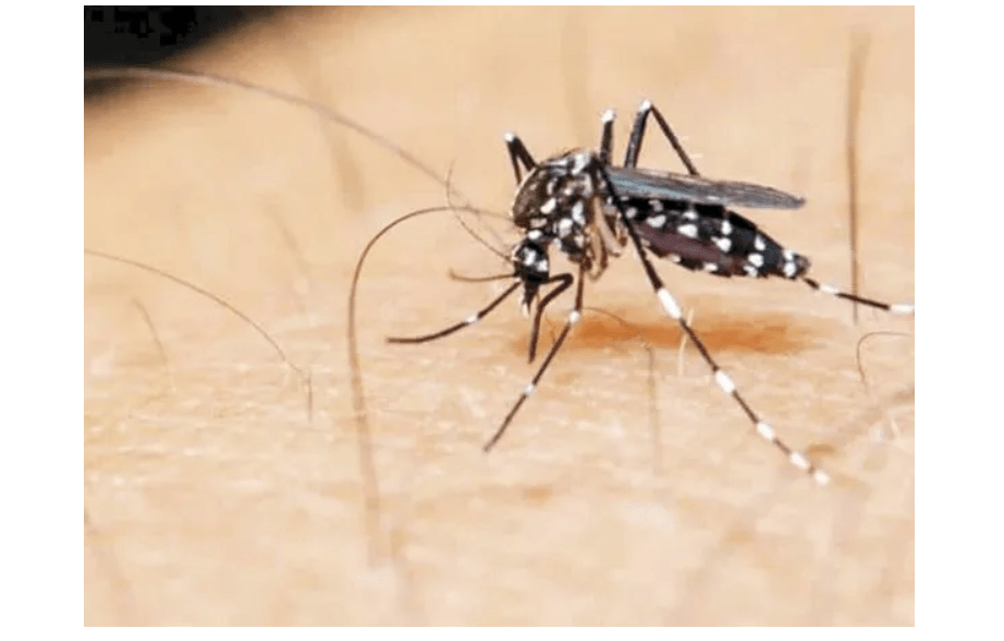 Dengue: 14 provincias argentinas presentan «circulación viral» y ya se registran 29 muertes