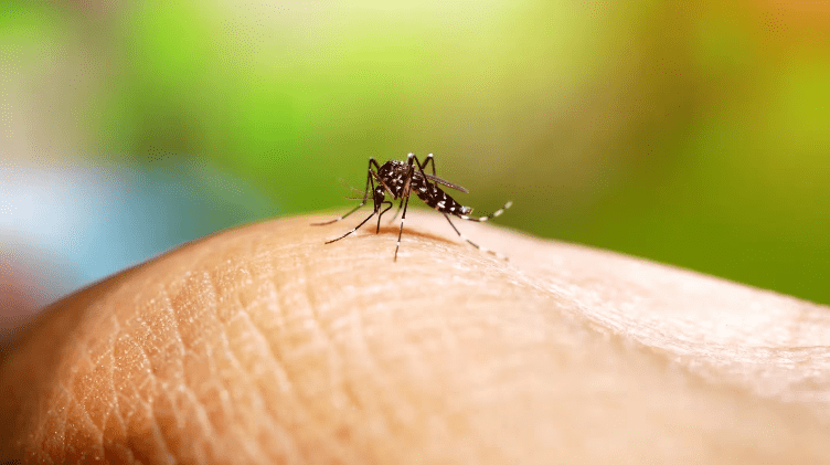 Se confirmaron más de 7800 casos de dengue en la provincia de Buenos Aires y 29 municipios declararon el brote