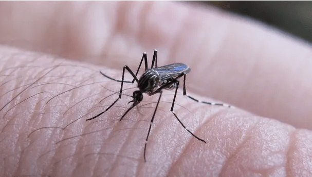 El peor brote de dengue de la historia: 106 muertos y más de 151.000 casos